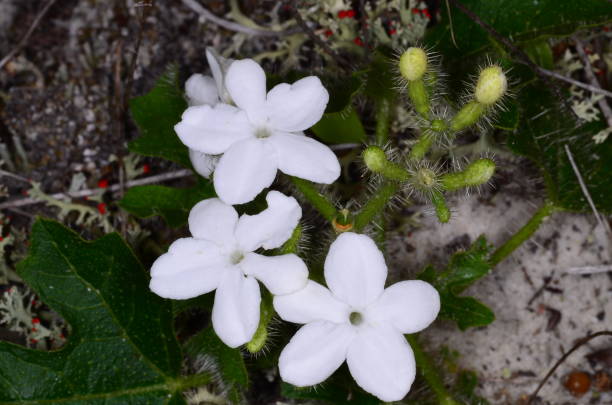 イラクサの白い花ととげ垂直マクロ - パインログ州有林 ストックフォトと画像