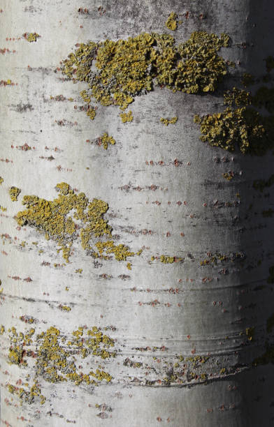 Abstract Natural White Poplar Bark Background stock photo