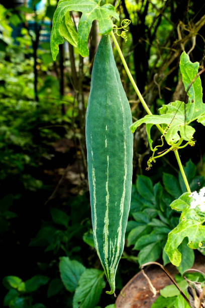 istock Muskmelon at garden Thai 1078421006
