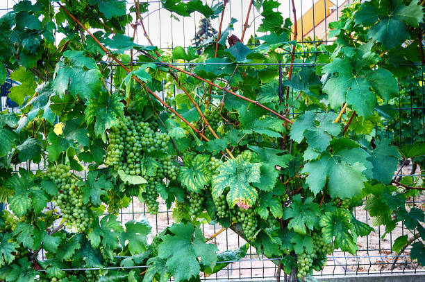 istock czech vineyards from moravia 1078422260