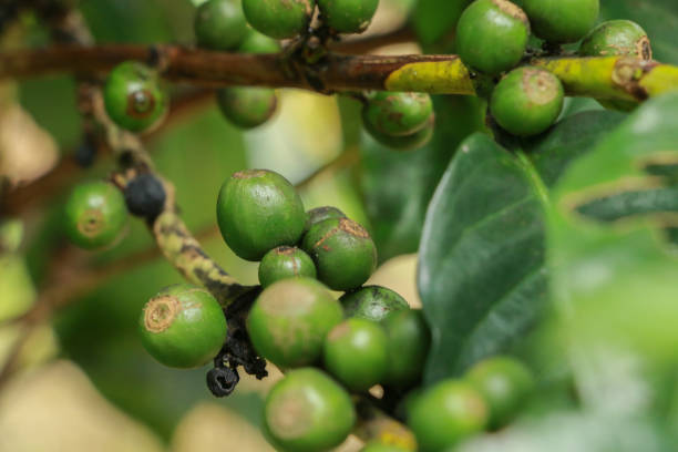 arabian coffee tree at garden - koffie imagens e fotografias de stock