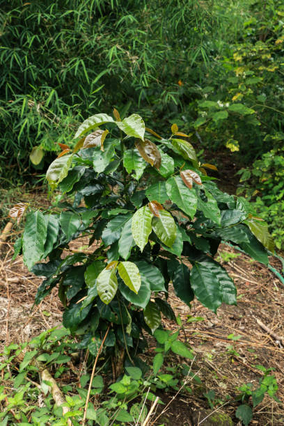 arabian coffee tree at garden - koffie imagens e fotografias de stock