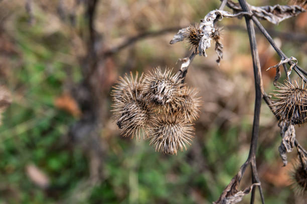 Burdock (Arctium sp.) fruits in autumn.