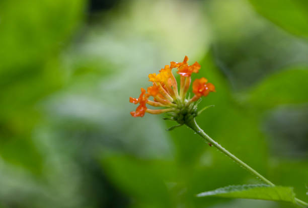 istock Hedge flower at garden 1078427754