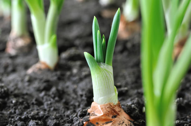 istock close-up of growing green onion 1078428192