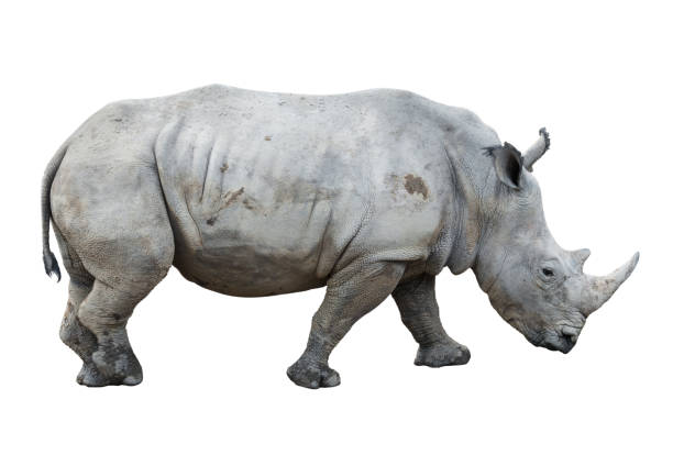 istock rhinoceros isolated on white background 1078429622