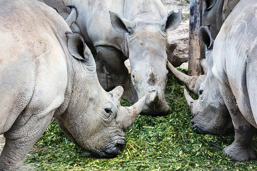 three rhino eating food close up
