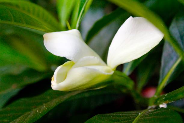 belle parfumée gardenia jasminoides en fleurs - musc photos et images de collection