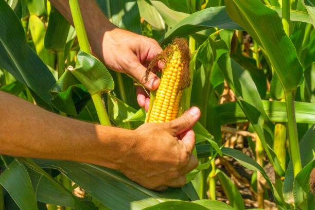 istock Corn cob in farmer hands while working on agricultural field 1078433640