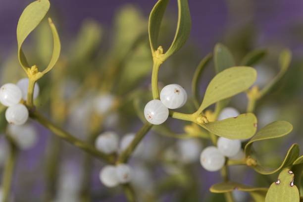 ягоды европейского омелы (альбом viscum) - european mistletoe стоковые фото и изображения