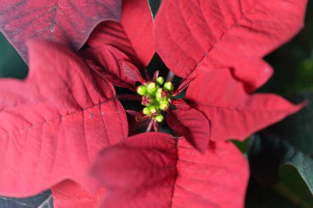 istock Poinsettia flowers (Euphorbia pulcherrima) 1078434734