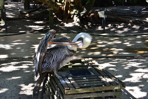 Pelican cleaning itself at the Florida Keys in America.