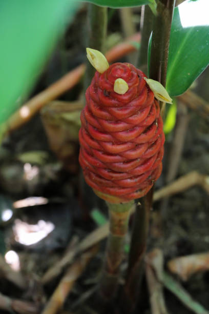 istock Zingiber ottensii Valeton at garden Close up 1078438660