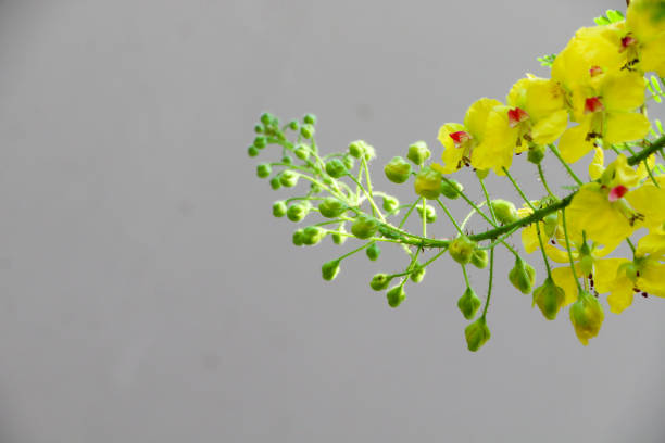 Caesalpinia mimosoides in garden