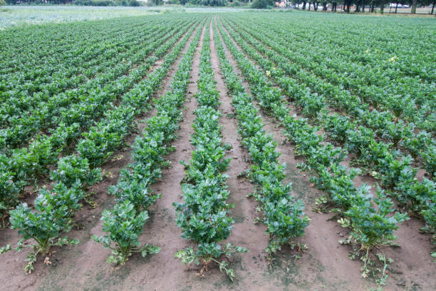 istock Lines of parsley agriculture 1078444526