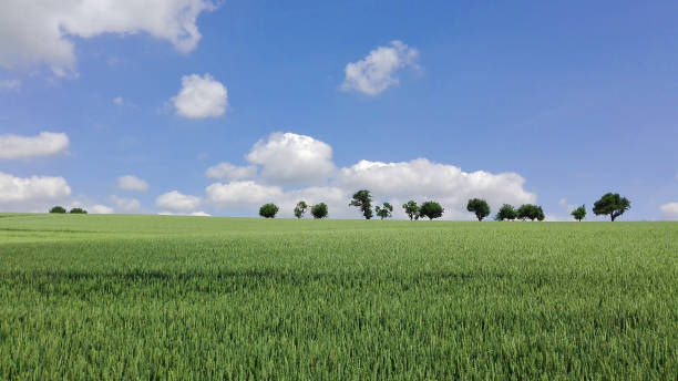 istock Blue sky, green field, line of trees 1078444528