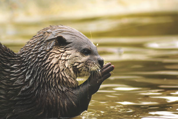 istock Otter at the water 1078452652