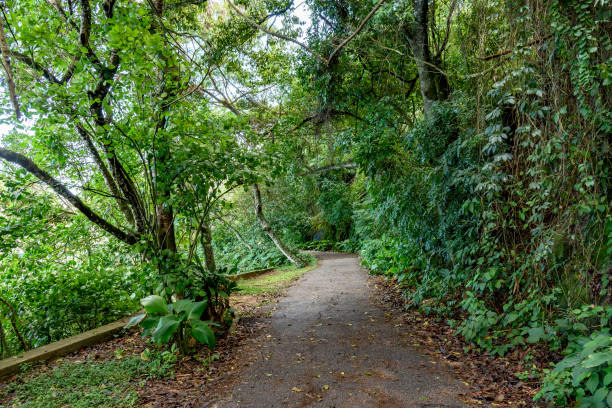 attraversa gli alberi e le piante della foresta pluviale - urca rio de janeiro rainforest brazil foto e immagini stock