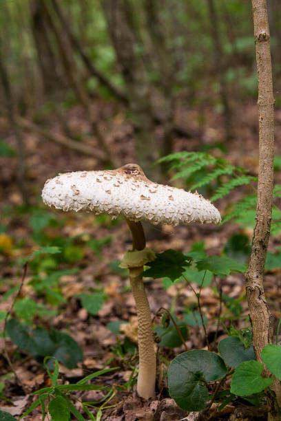 istock Macrolepiota procera or Lepiota procera in the forest. 1078453376