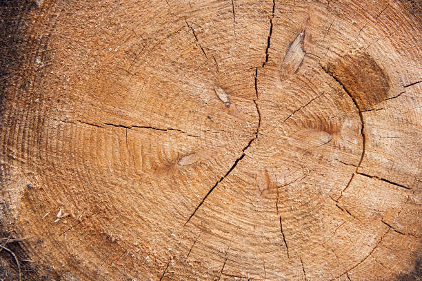 istock Wood texture of cutted tree trunk. 1078454016