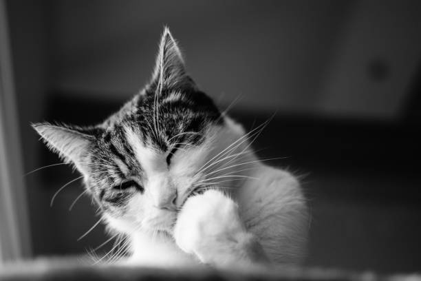 Cat grooming in black and white