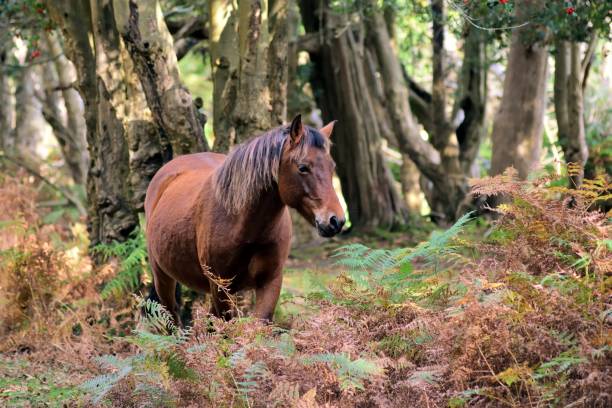 istock Horse in the woods 1078454042