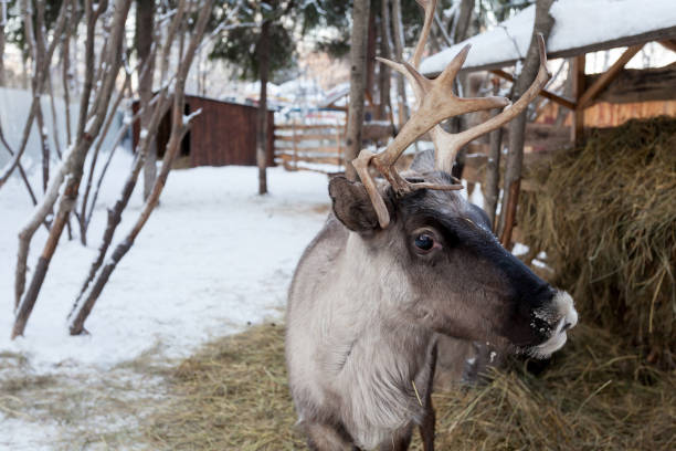 istock deer in a cage in the winter next to hay 1078458986