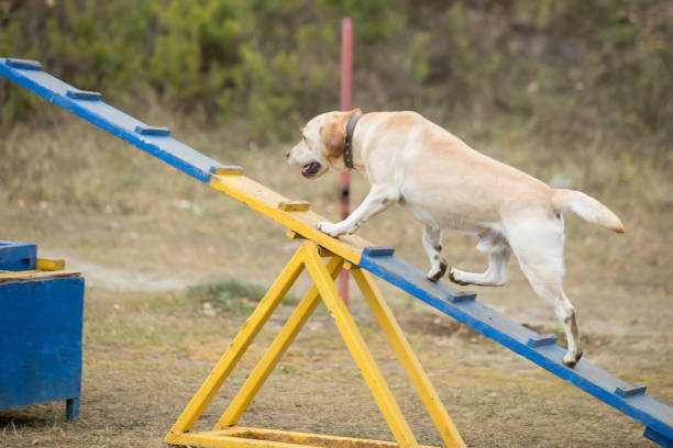 dog descending on dog walk obstacle in agility trial