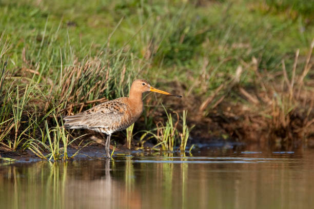 istock grutto; limosa limosa; black tailed godwit 1078459930