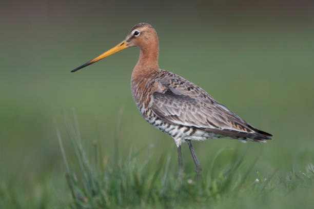 istock grutto; limosa limosa; black tailed godwit 1078460008