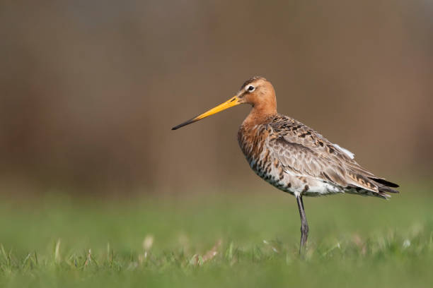 istock grutto; limosa limosa; black tailed godwit 1078460100