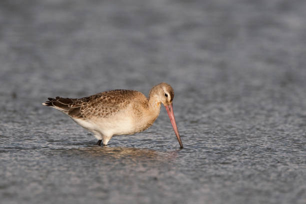 istock grutto; limosa limosa; black tailed godwit 1078460346