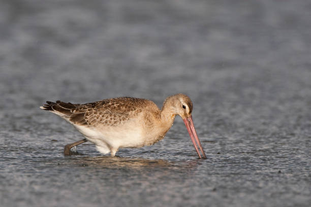 istock grutto; limosa limosa; black tailed godwit 1078460354