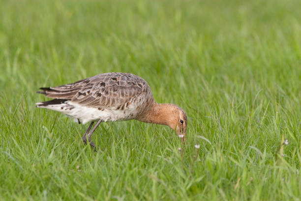 istock grutto; limosa limosa; black tailed godwit 1078460454