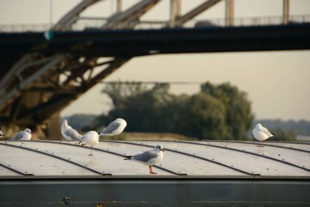 istock Black-headed gull on the rooftop of a nautical vessel. 1078461296