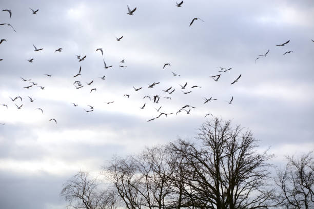 istock Flock of seagull during wintertime. 1078462066