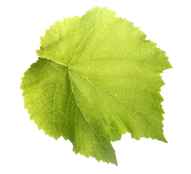 istock grape leaf, green grape leaf on white background, green grapes, greens, white background 1078465522