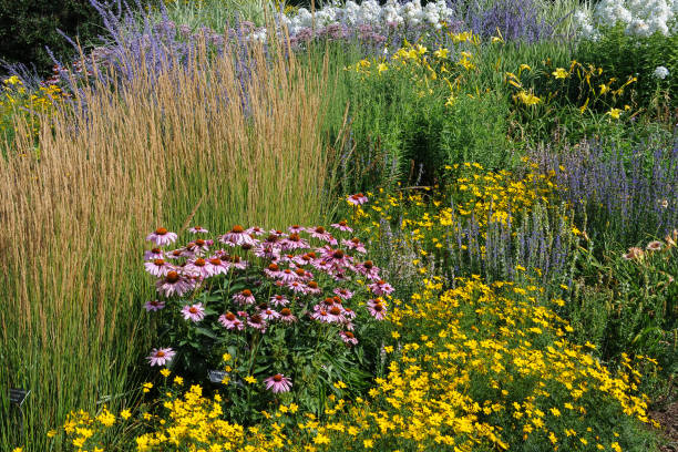 istock Field of wildflowers 1078466488