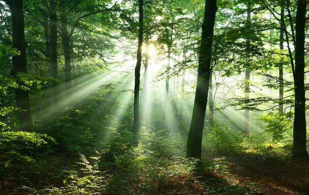 istock Morning in the forest 1078467040