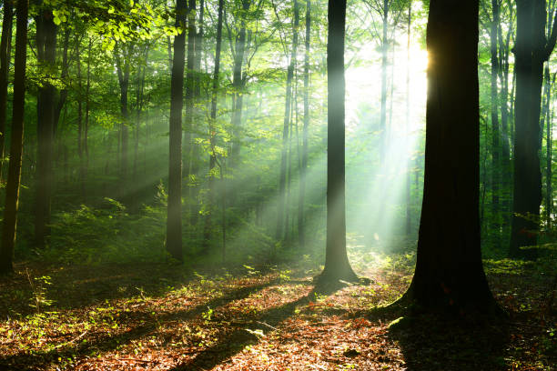 istock Morning in the forest 1078467248