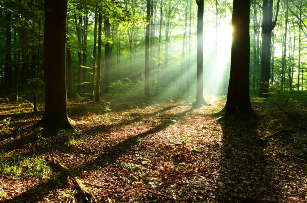 istock Morning in the forest 1078469000