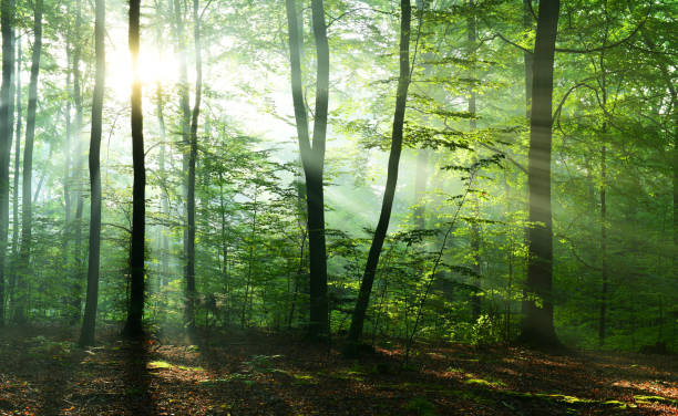 istock Morning in the forest 1078469660