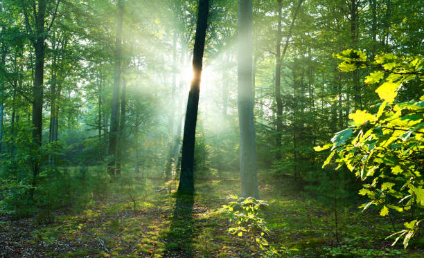 istock Morning in the forest 1078469702