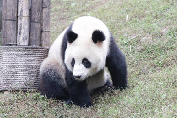 istock Playful Giant Panda is Acting Funny, China 1078470632