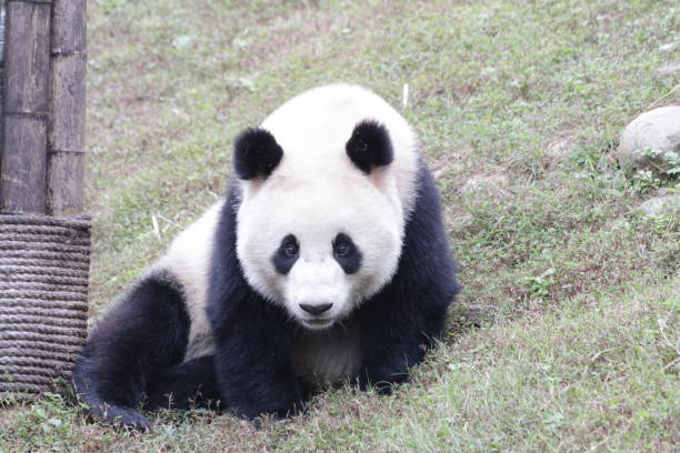 istock Playful Giant Panda is Acting Funny, China 1078470638