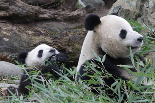 istock Mother Panda and her Cub, China 1078470878