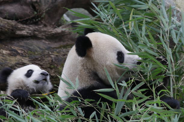 istock Mother Panda and her Cub, China 1078470888