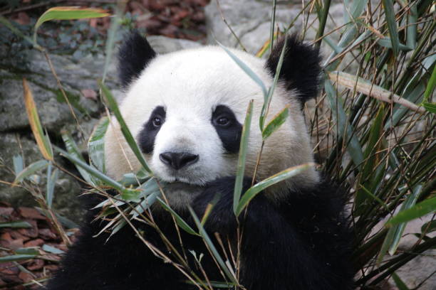 istock Close-Up Giant Panda Round Face,  China 1078472226