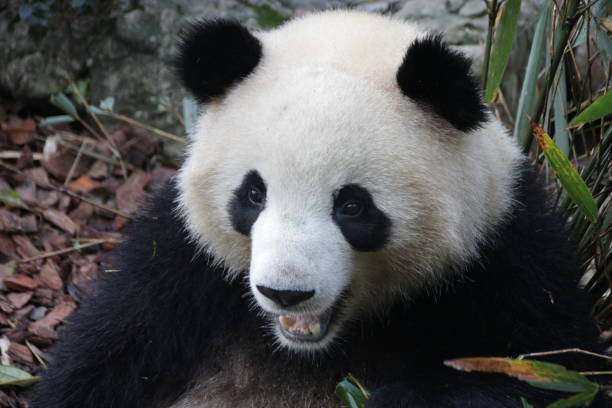 istock Close-Up Giant Panda Round Face,  China 1078472618