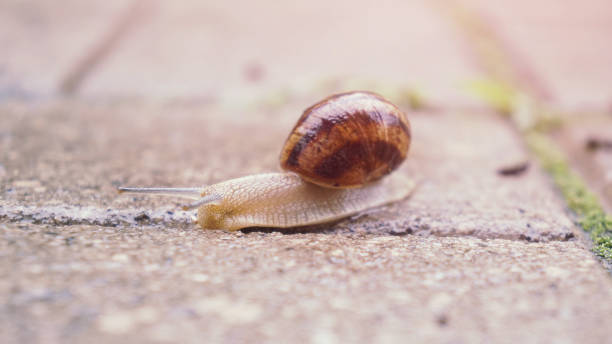 istock Snail on the walkway after the rain 1078473178